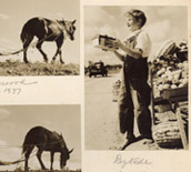 Farm activities 1930s